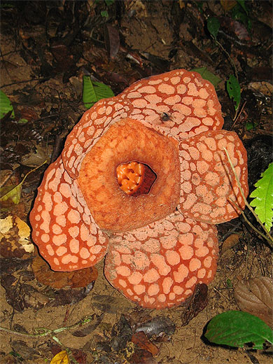 Rafflésia Rafflésia