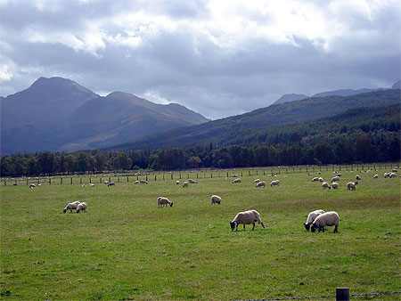 Moutons Moutons