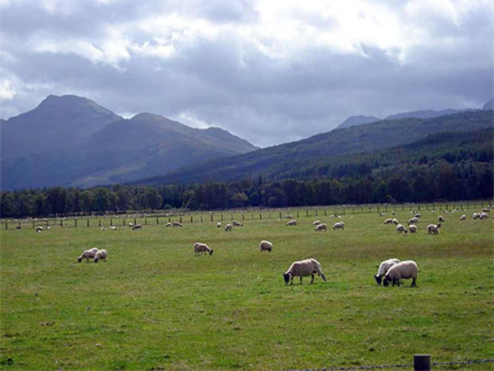 Moutons