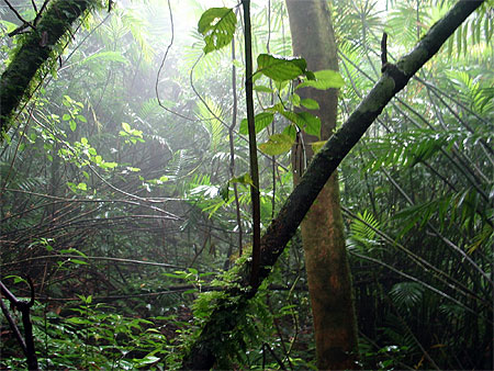 Sur les flancs du volcan Mombacho Sur les flancs du volcan Mombacho