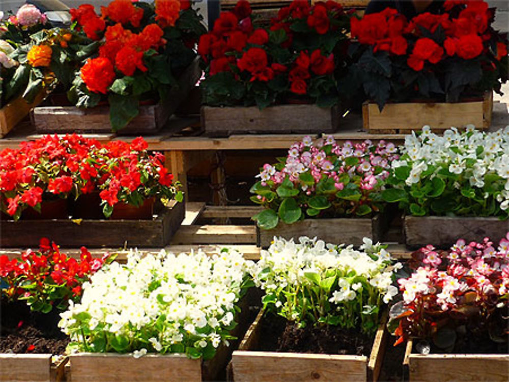 Le marché aux fleurs