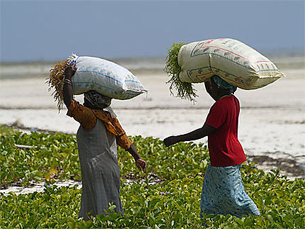 Femmes portant des sacs d'algues