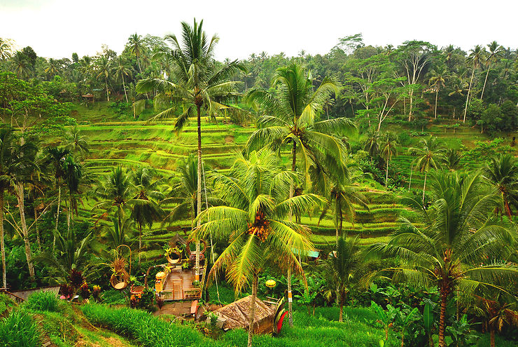 Les rizières, paysages emblématiques de Bali