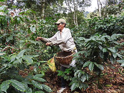 Matagalpa - Récolte du café