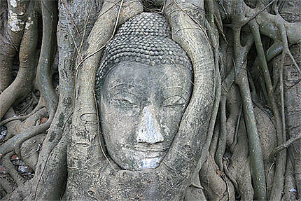 Le bouddha 'racines'