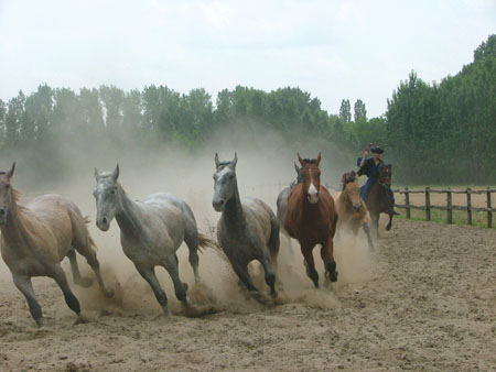 Les chevaux de la Puszta Les chevaux de la Puszta