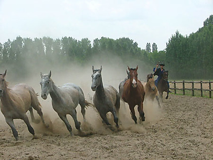 Les chevaux de la Puszta