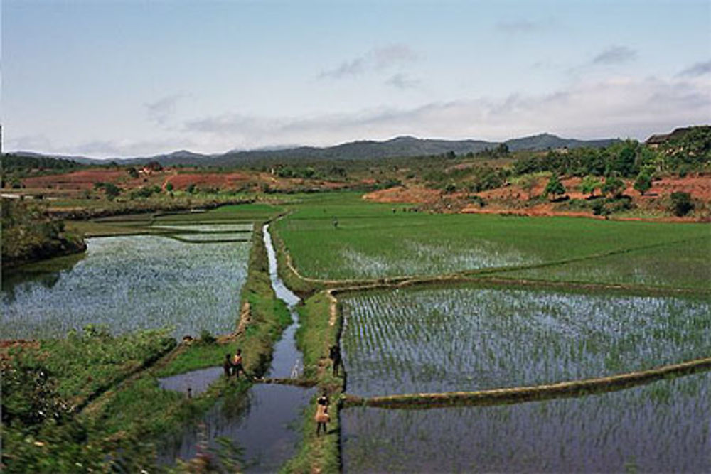 La riziculture irriguée