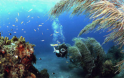 Balade subaquatique en mer caraïbes