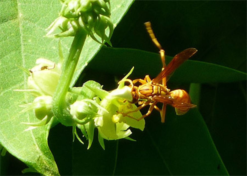 Guêpe de la Réunion