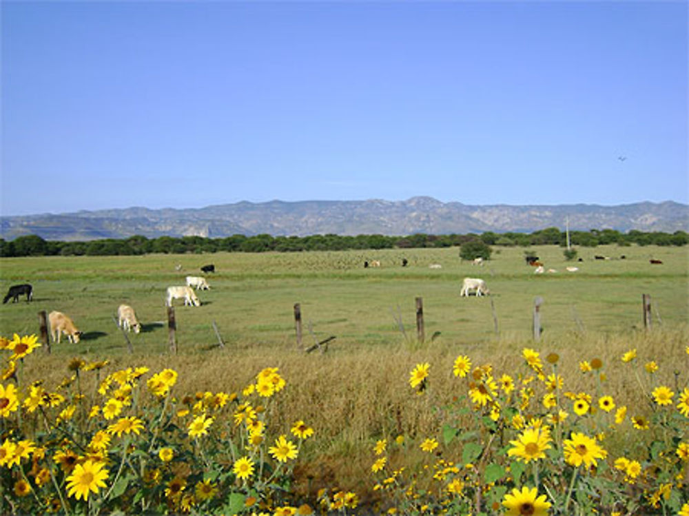 Paysage avec marguerites