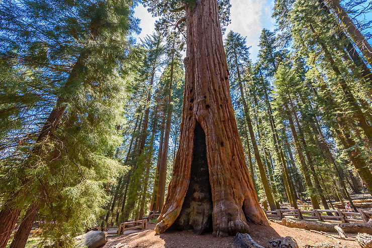 Parc national de Sequoia