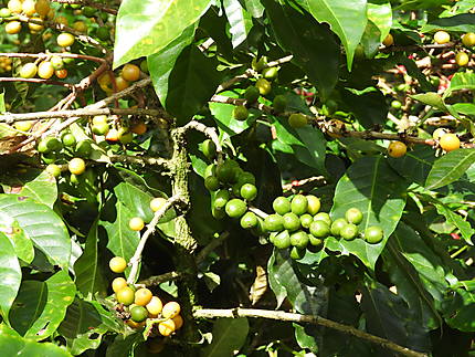 Matagalpa - Récolte du café