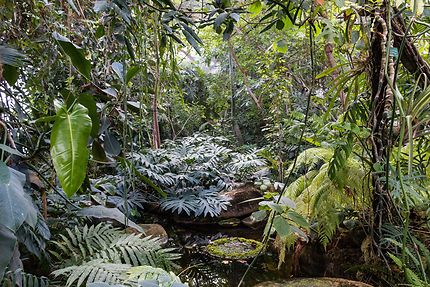 Grandes serres, dans la forêt tropicale