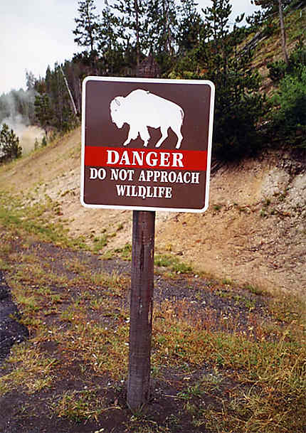 Danger bisons !