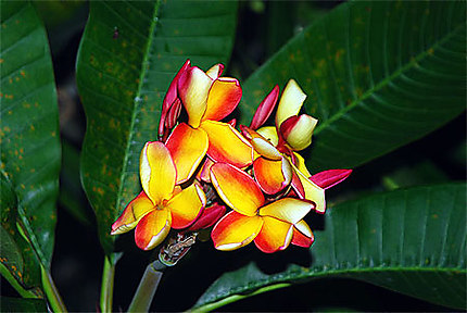 Frangipanier orange de Polynésie