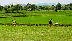Lombok, la discr&egrave;te