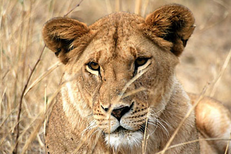 Serengeti, la grande plaine animale 