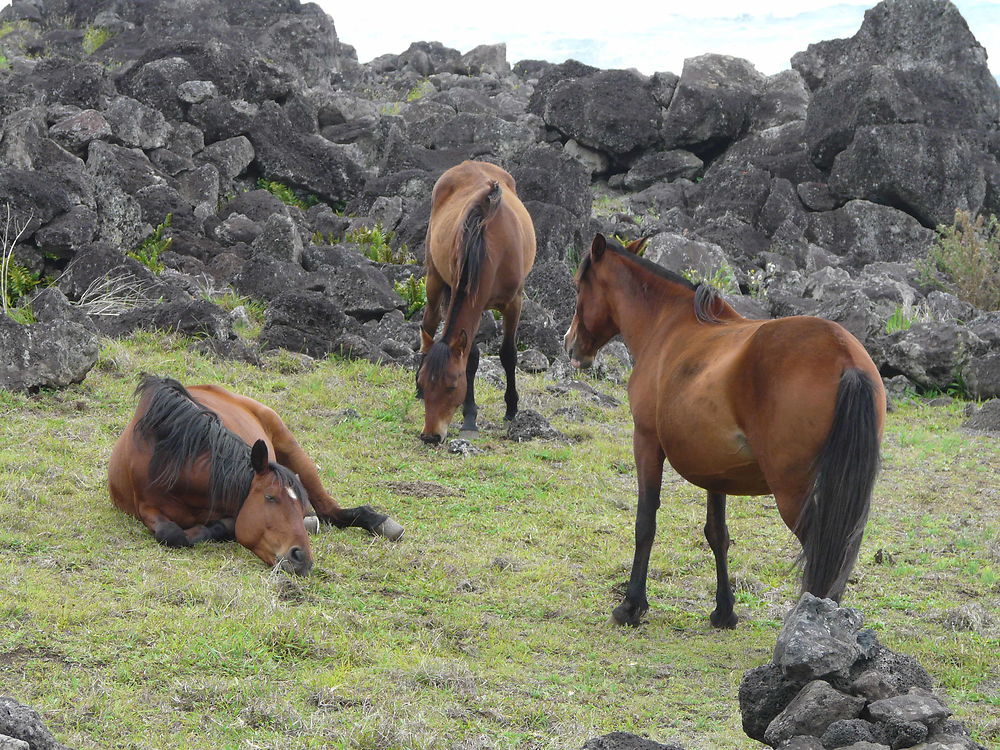 Chevaux semi sauvages