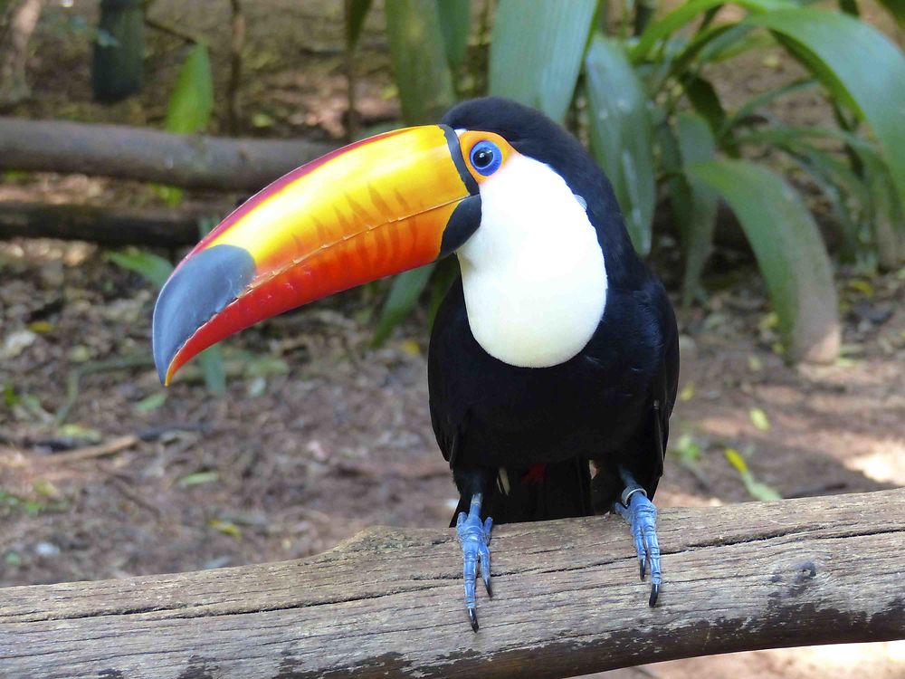 Toucan magnifique