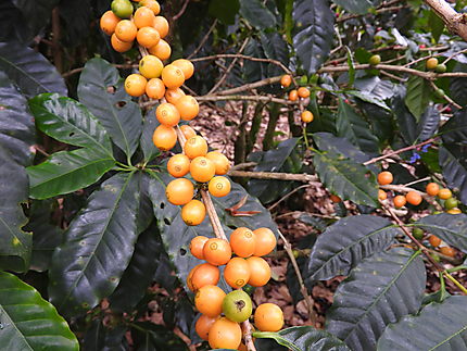 Matagalpa - Récolte du café