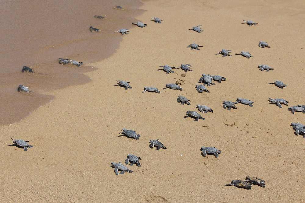 Plage aux tortues 