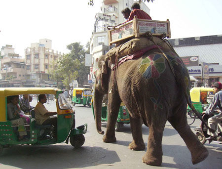 Elephant dans la ville