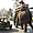 Elephant dans la ville