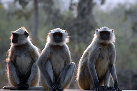 Gang de singes Gang de singes