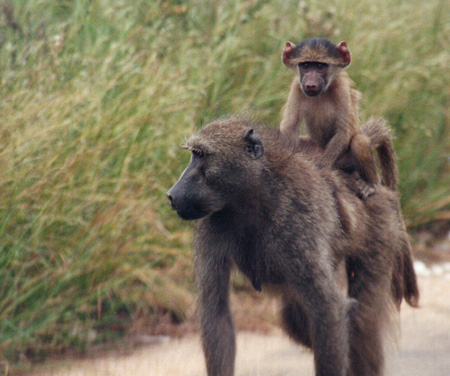 Singes Singes