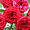 Grenade - Alhambra - Bouquet de roses