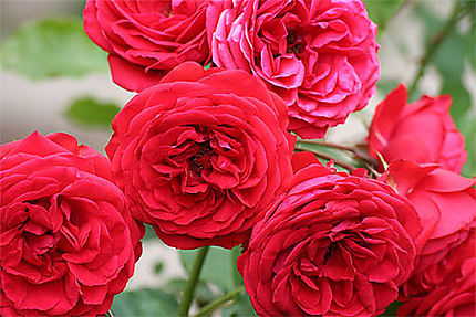 Grenade - Alhambra - Bouquet de roses