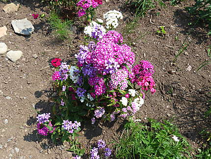 Fleurs à Mont-Joli