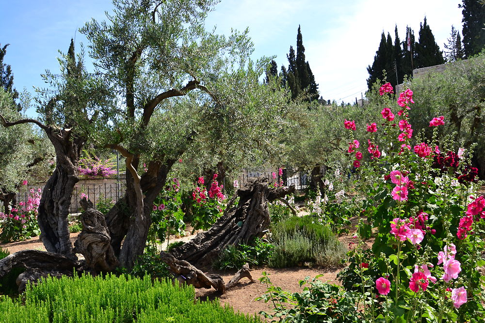 Jardin des oliviers