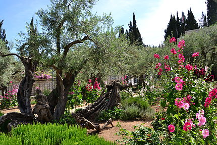 Jardin des oliviers