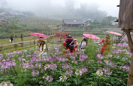 Des fleurs parmi les fleurs, Sapa, Vietnam