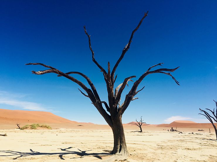Arbre à Dead Vlei, Namibie