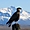 Aigle en Patagonie