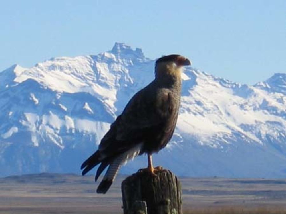 Aigle en Patagonie