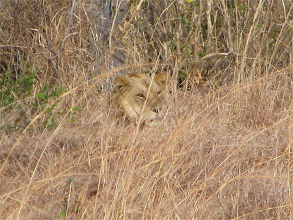 Un lion bien caché