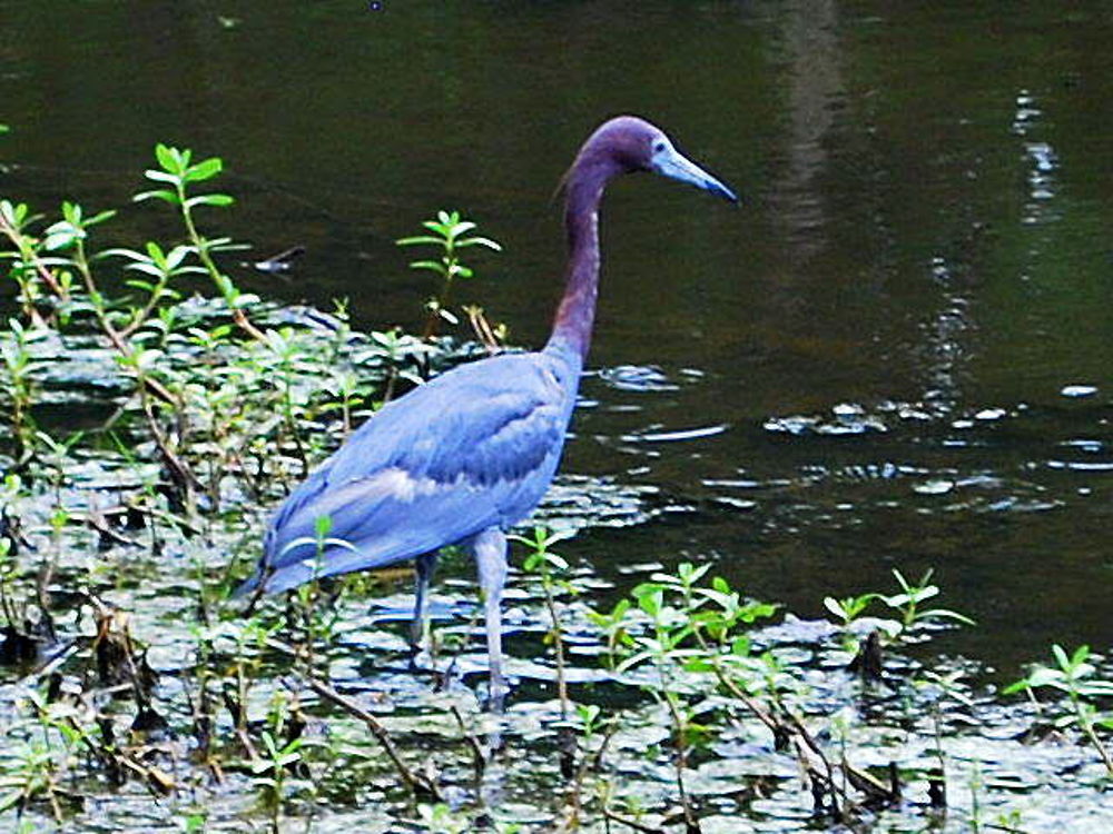 Habitant de Jungle Gardens