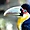 Toucan portrait