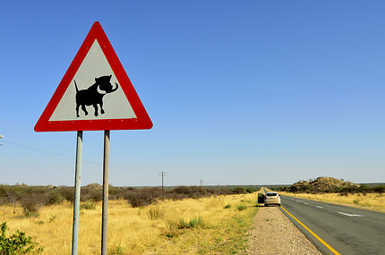 Attention aux phacochères sur la route !