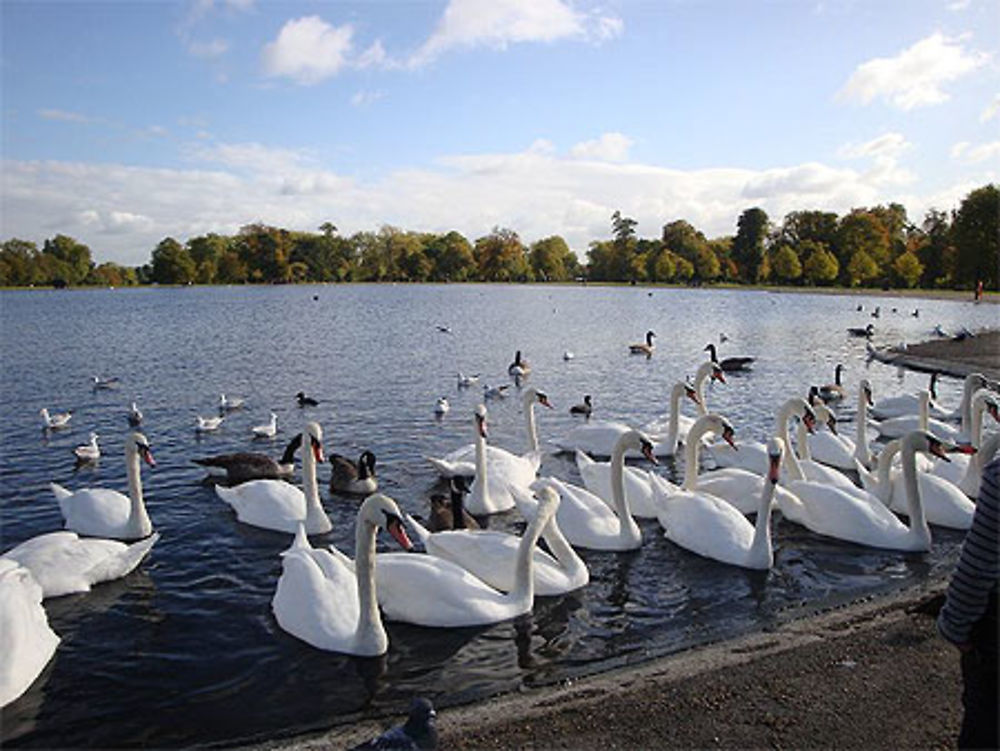 Promenade dans Kensington Gardens