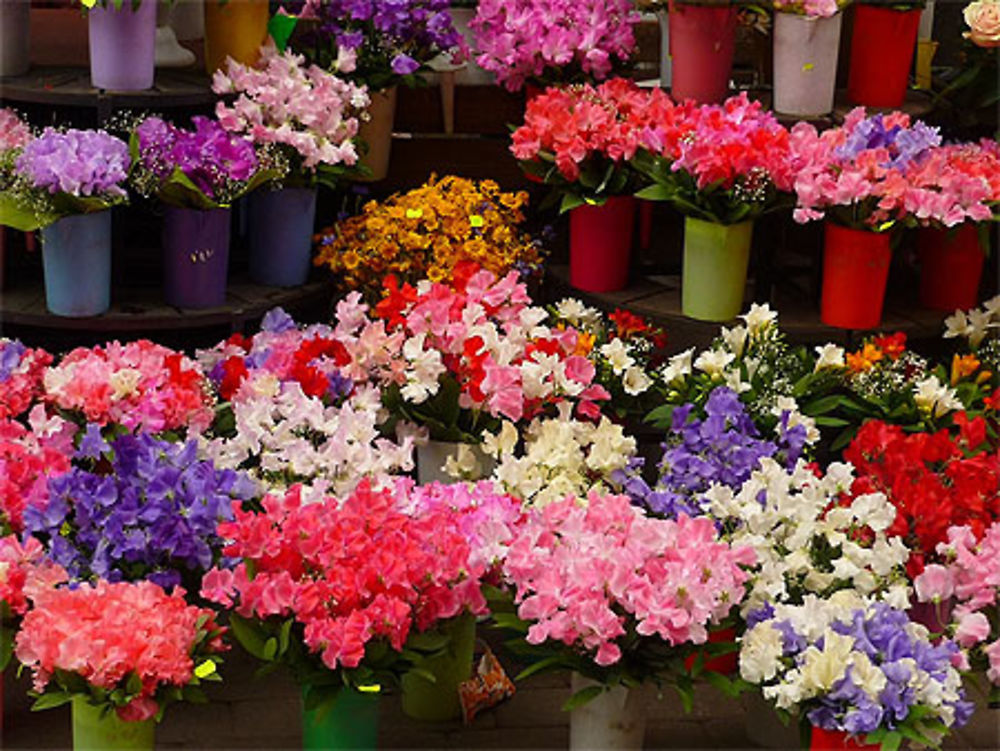 Fleurs colorées