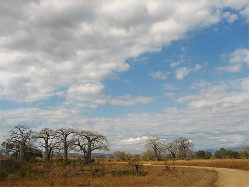 Matinée safari