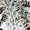 Serre des déserts, cylindropuntia tunicata