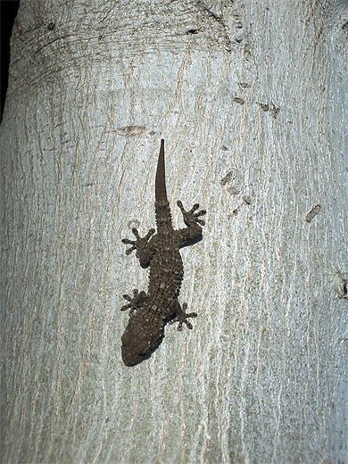 Petit lézard de Marbella Petit lézard de Marbella