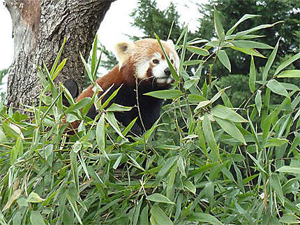 Superbe panda roux