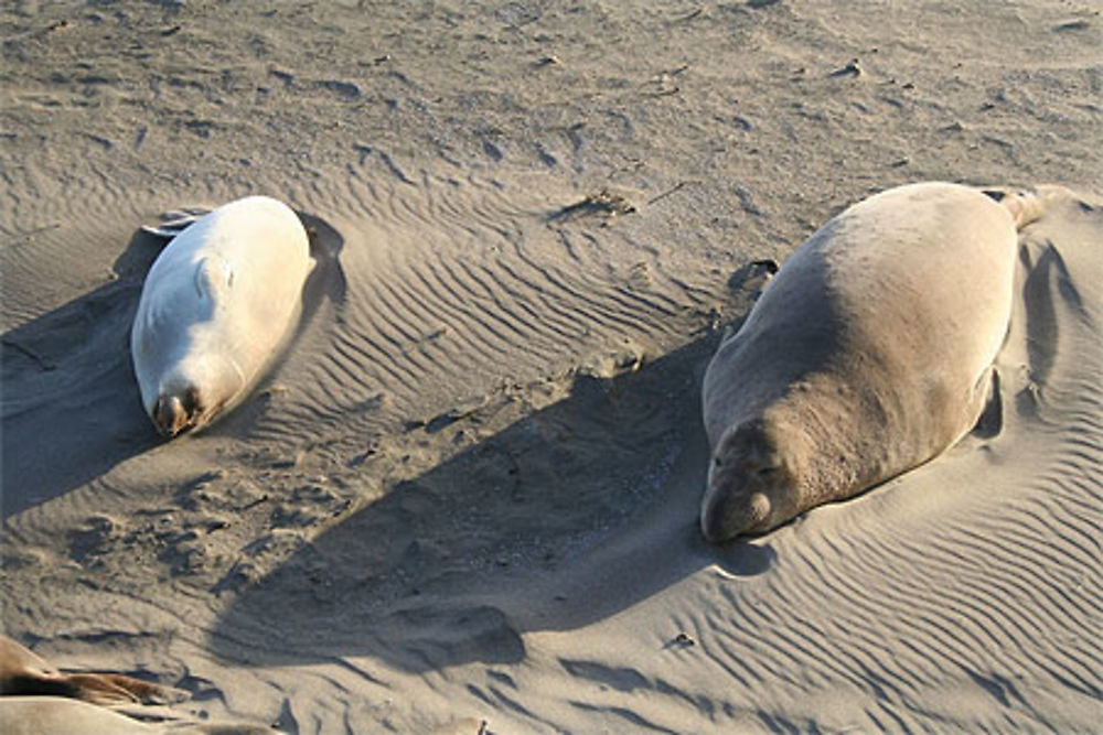 Eléphant de mer à San Simeon